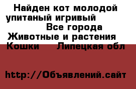 Найден кот,молодой упитаный игривый 12.03.2017 - Все города Животные и растения » Кошки   . Липецкая обл.